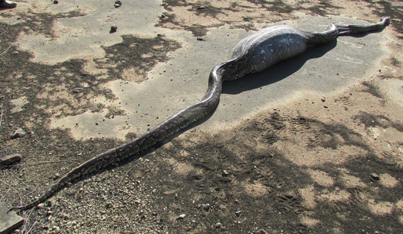 Illustration for article titled This Python Ate a Porcupine, Which Turned Out to Be a Bad Idea